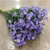 ASTER MONTE CASINO LJUSLILA